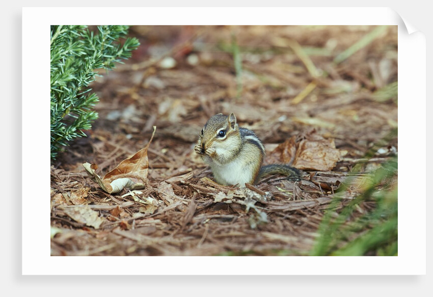 Eastern Chipmunk by Anonymous