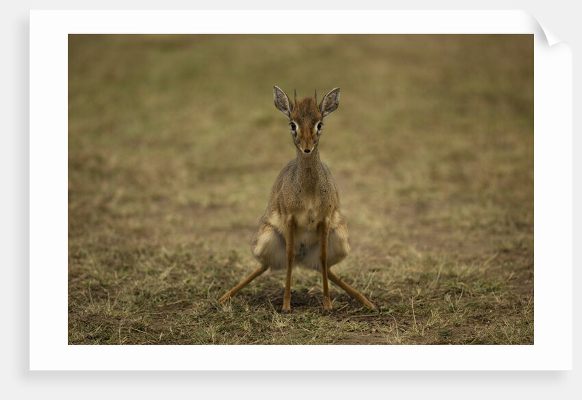 Kirk's Dik-dik by Anonymous
