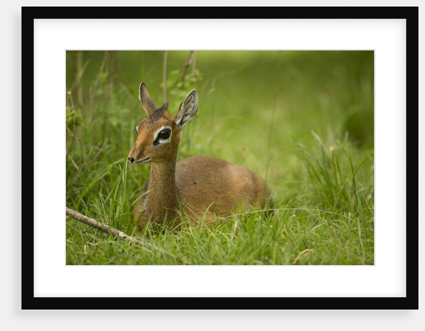 Kirk's Dik-dik Resting in Grass by Anonymous