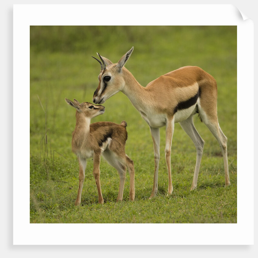 Thompson's Gazelle with Young by Anonymous