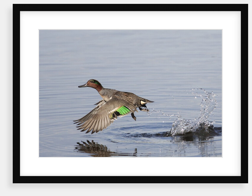 Green-Winged Teal drakes takes off by Anonymous