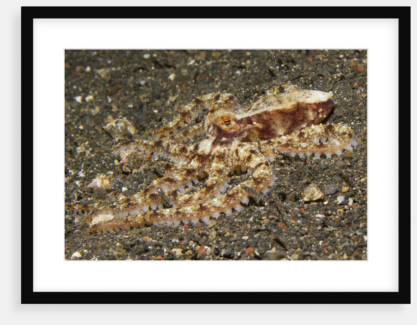 Mosaic Octopus by Anonymous
