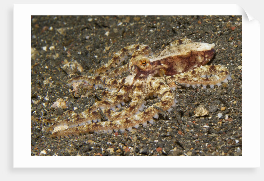 Mosaic Octopus by Anonymous