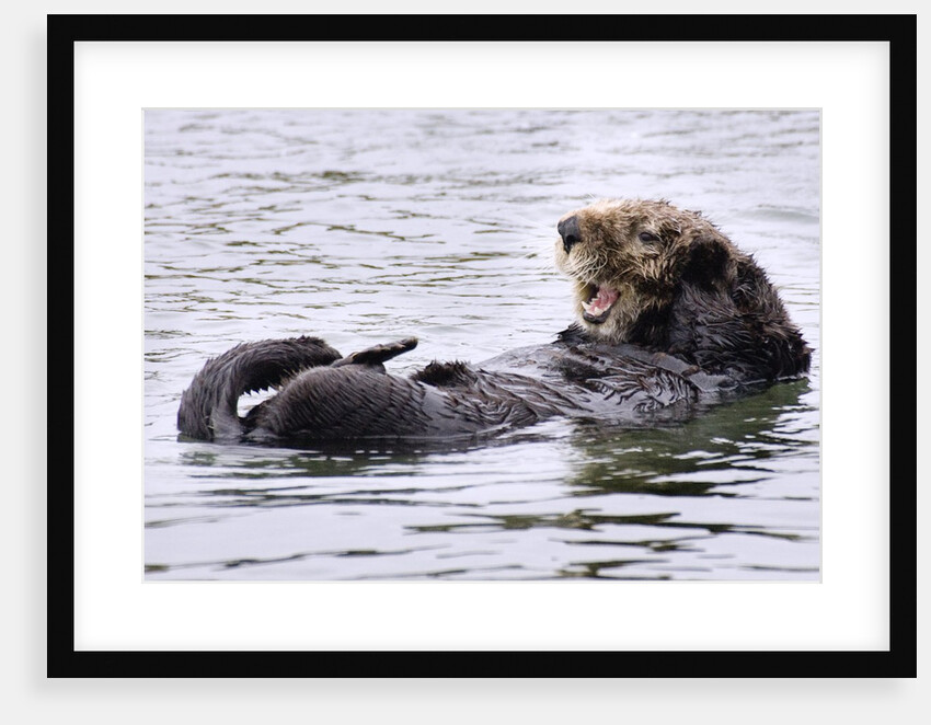 Southern Sea Otter floats with paws out of the water by Anonymous