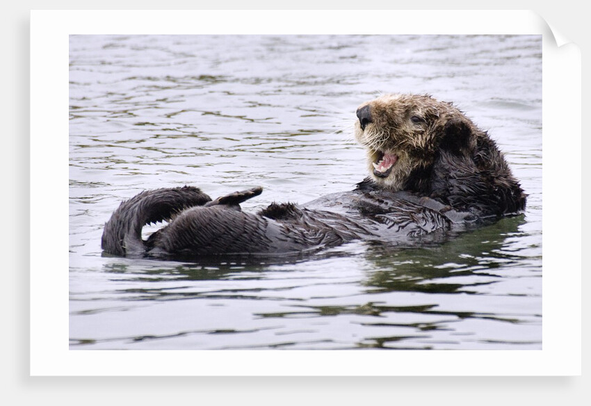 Southern Sea Otter floats with paws out of the water by Anonymous