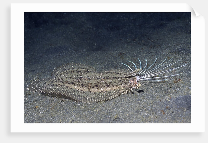 Cockatoo Flounder with spread dorsal ray fins by Anonymous