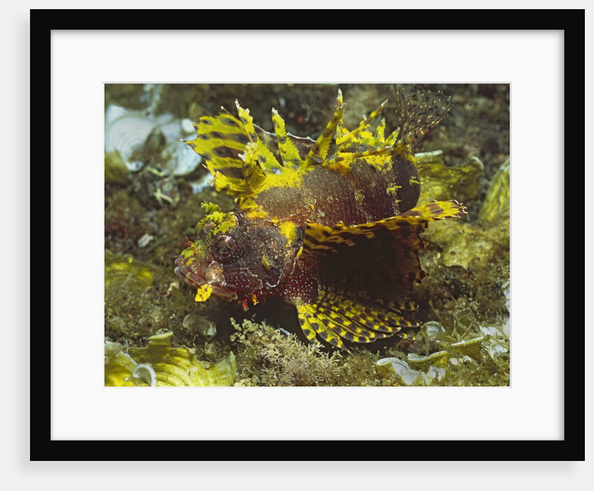 Shortfin Lionfin yellow varation by Anonymous