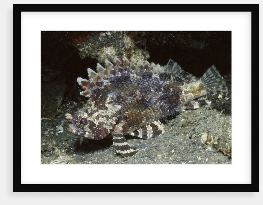 False Scorpionfish by Anonymous