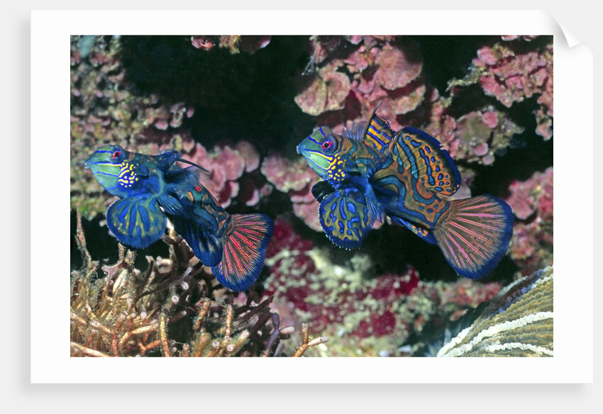 Mandarinfish male and female by Anonymous