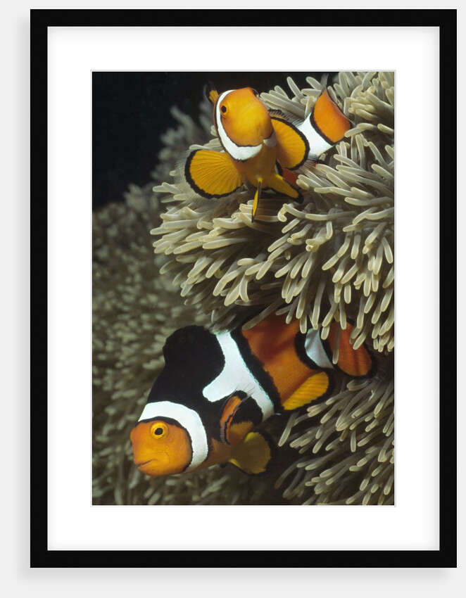 Pair of Clown Anemonefish in Sea Anemone by Anonymous