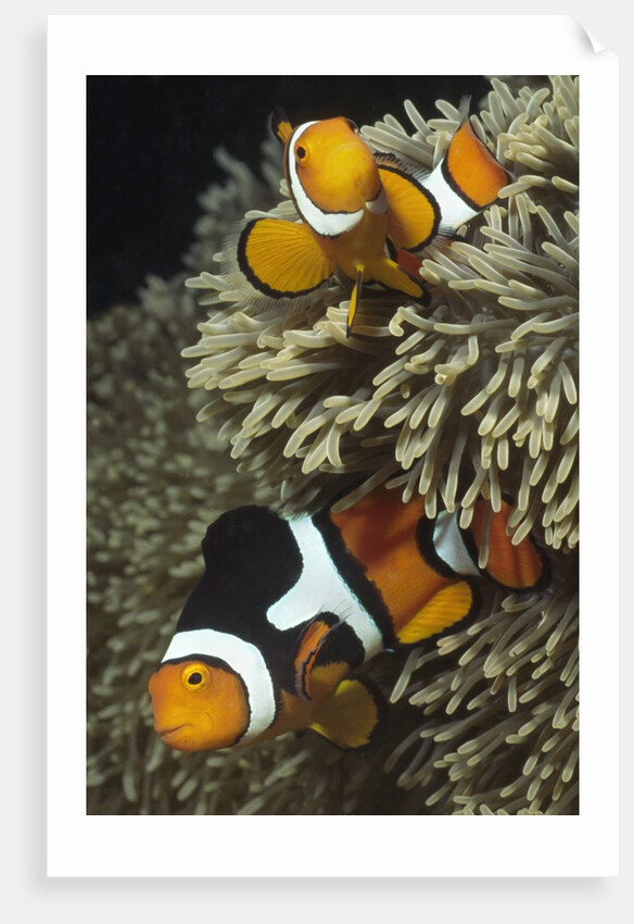 Pair of Clown Anemonefish in Sea Anemone by Anonymous