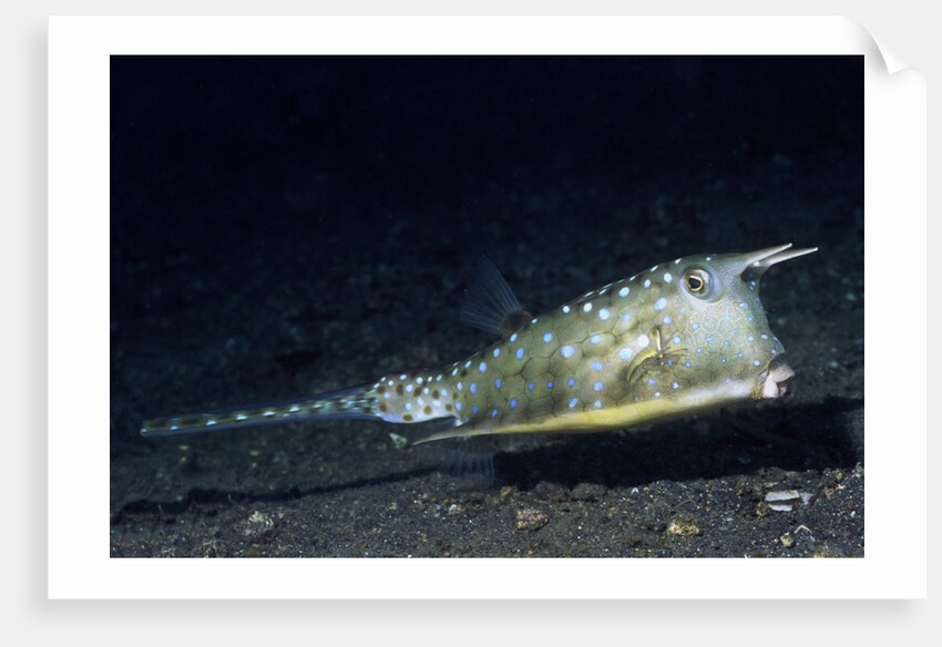 Longhorn Cowfish by Anonymous