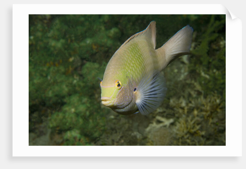 Black-Axil Chromis by Anonymous