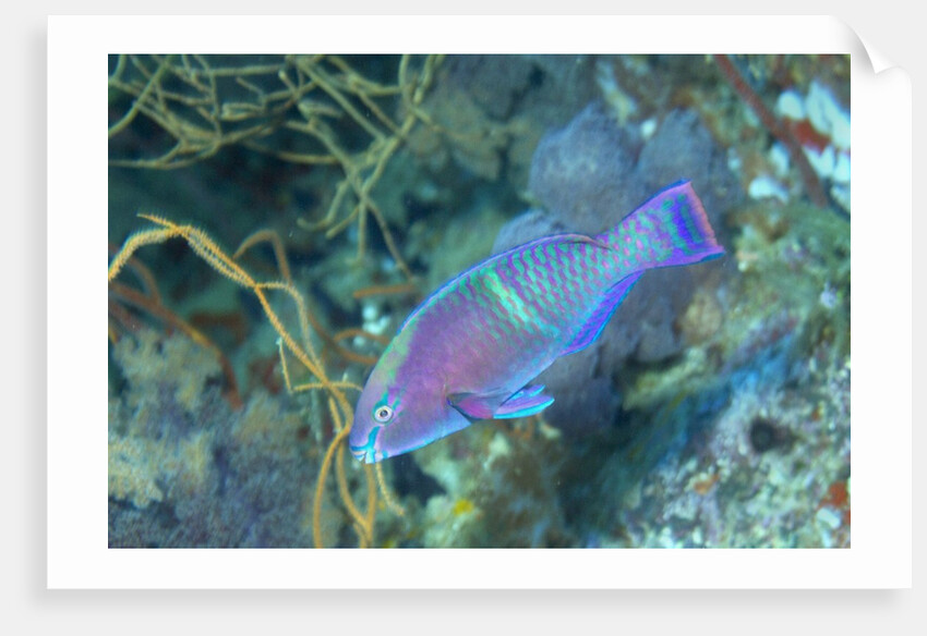 Yellowbar Parrotfish by Anonymous