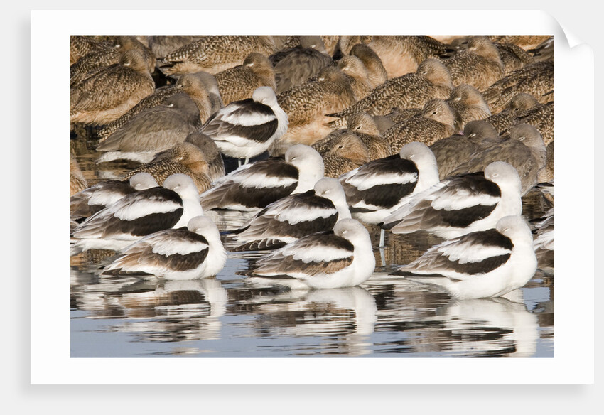 American Avocts,Marbled Godwits and Willets sleeping by Anonymous