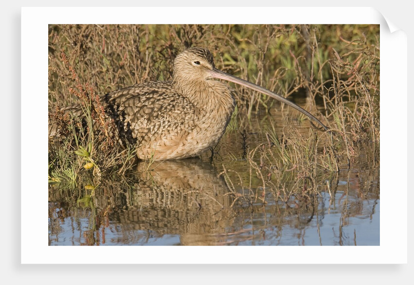 Long-Billed Curlew by Anonymous