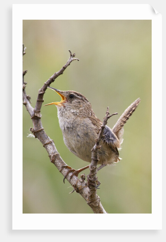 Marsh Wren calling by Anonymous