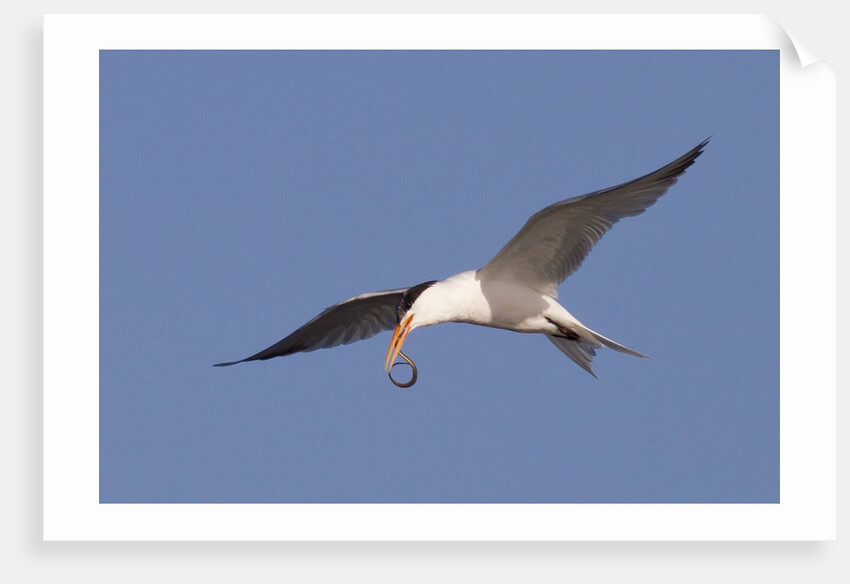 Elegant Tern flys with Pipefish in it's bill by Anonymous