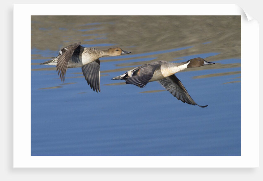 Pair of Northern Pintails in flight by Anonymous