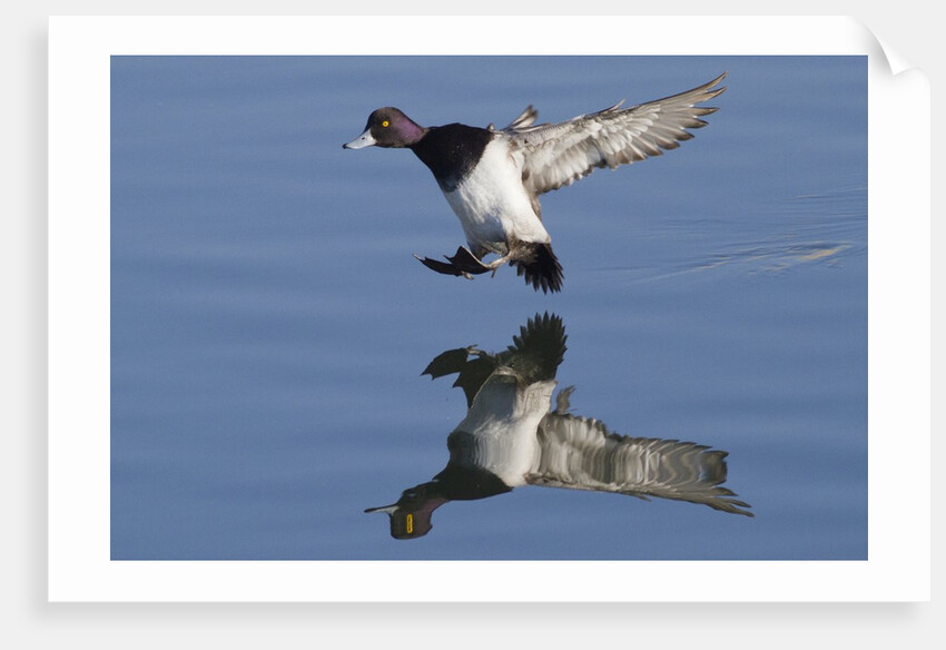Lesser Scaup drakes landing by Anonymous