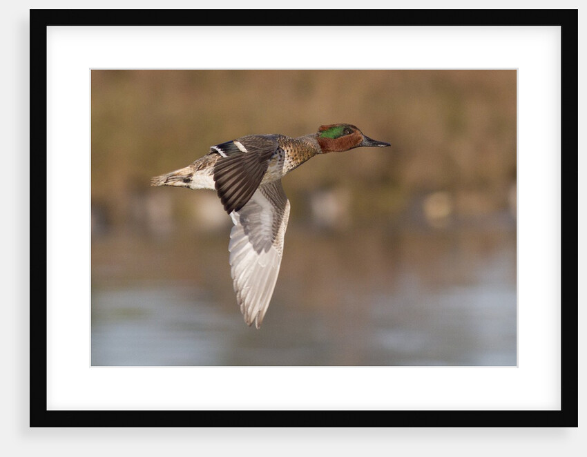 Green-Winged Teal drake in flight by Anonymous