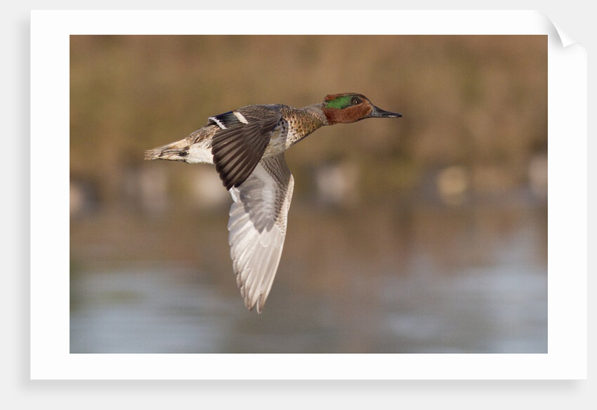 Green-Winged Teal drake in flight by Anonymous