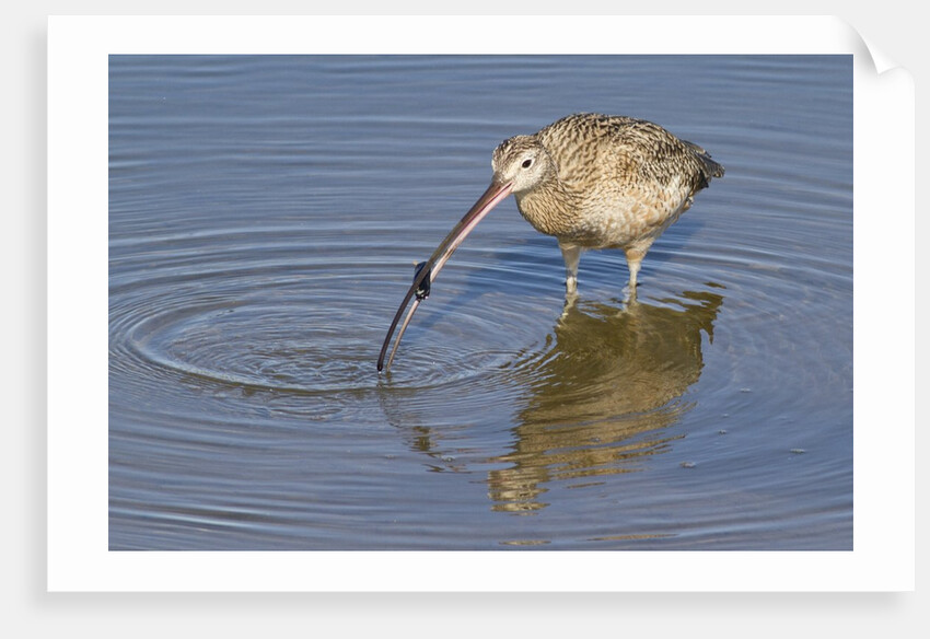 Long-Billed Curlew with clam in it's bill by Anonymous