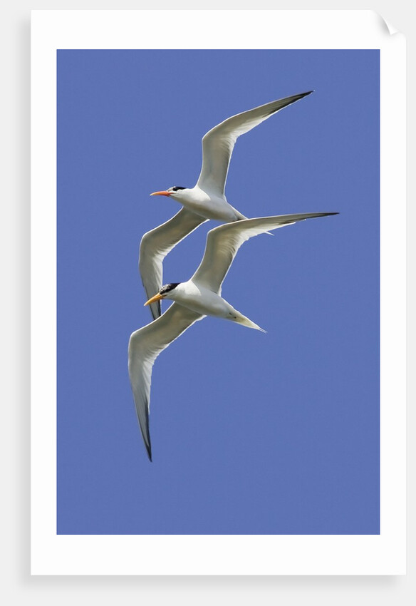 Pair of Elegant Terns in fight by Anonymous