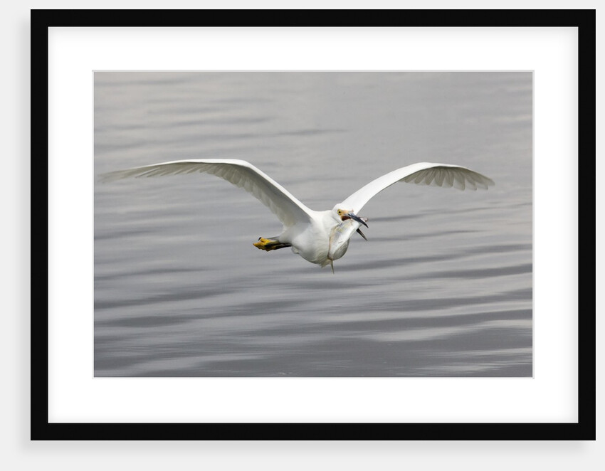 Snowy Egret flys with fish by Anonymous