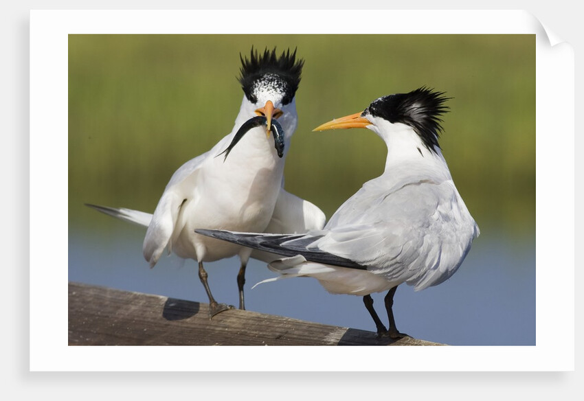 Elegant Tern offers fish to potential mate by Anonymous