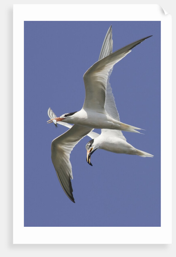 Elegnat Terns in flight with fish in their bills by Anonymous