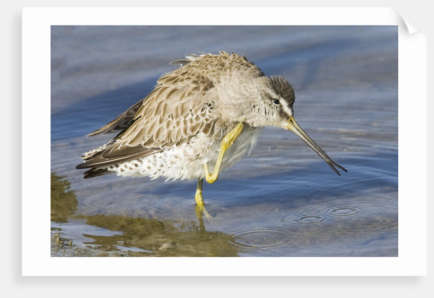 Short-Billed Dowitcher grooming by Anonymous