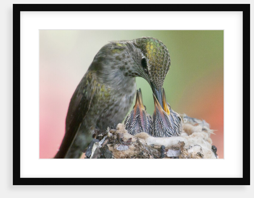 Anna's Hummingbird feeds her chcks in the nest by Anonymous