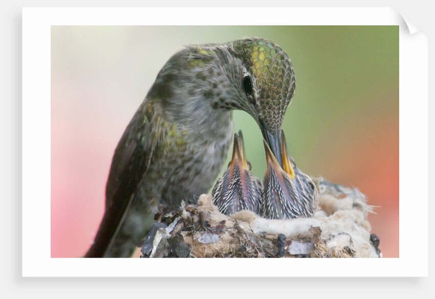 Anna's Hummingbird feeds her chcks in the nest by Anonymous