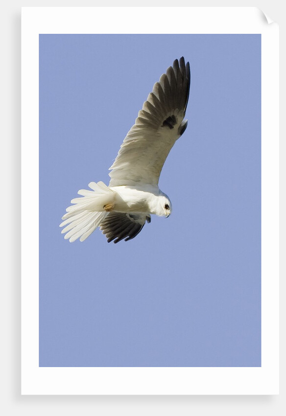 White-Tailed Kite hunting by Anonymous