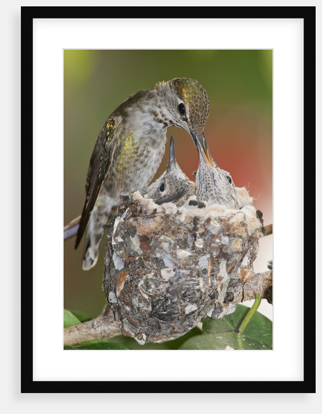 Anna's Hummingbird feeds chicks in it's nest by Anonymous