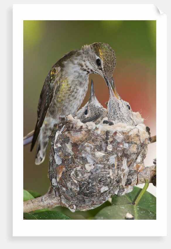 Anna's Hummingbird feeds chicks in it's nest by Anonymous
