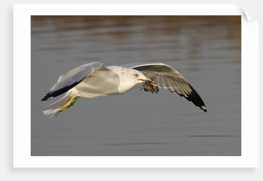 Ring-Billed Gull flys with a bat in it's bill by Anonymous