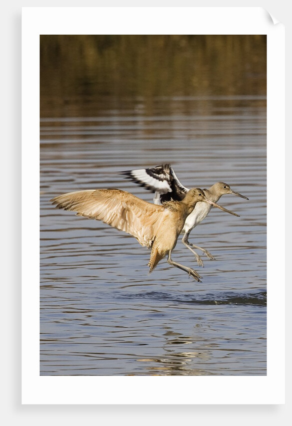 Marbled Godwit and Willet landing by Anonymous