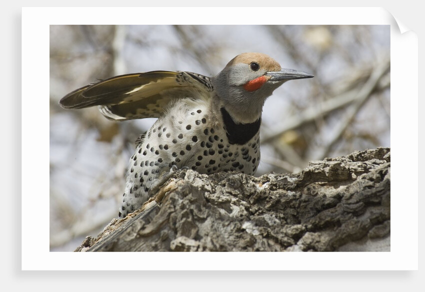 Gilded flicker by Anonymous