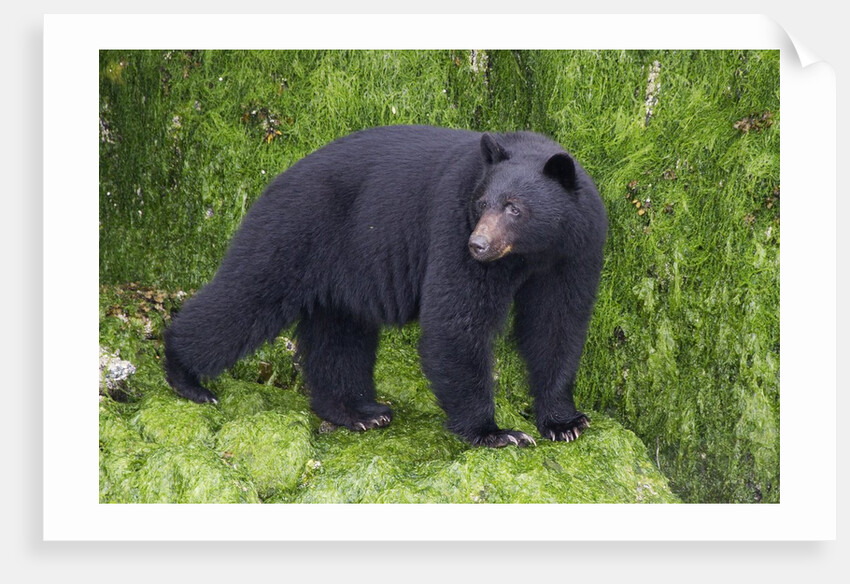 Black Bear at the ocean to eat clams by Anonymous