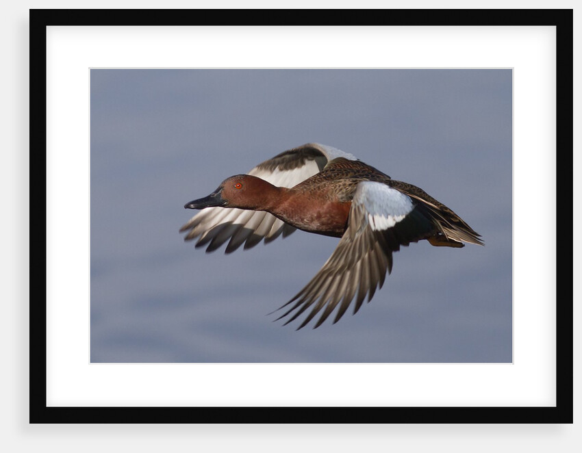 Cinnamon Teal drake in flight by Anonymous