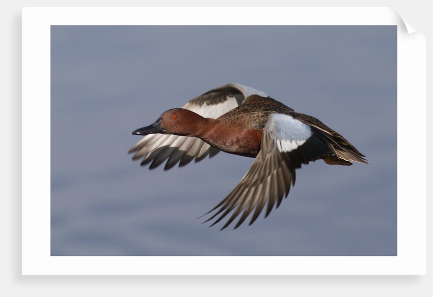 Cinnamon Teal drake in flight by Anonymous