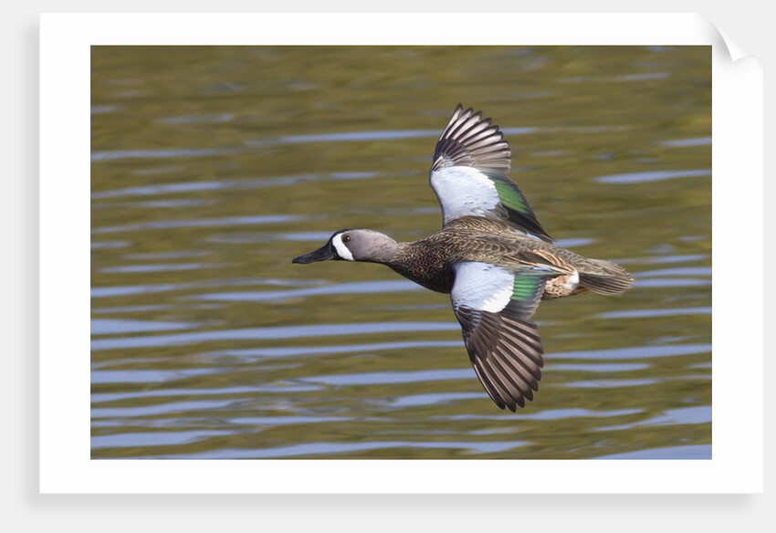 Blue-Winged Teal drake flys by Anonymous