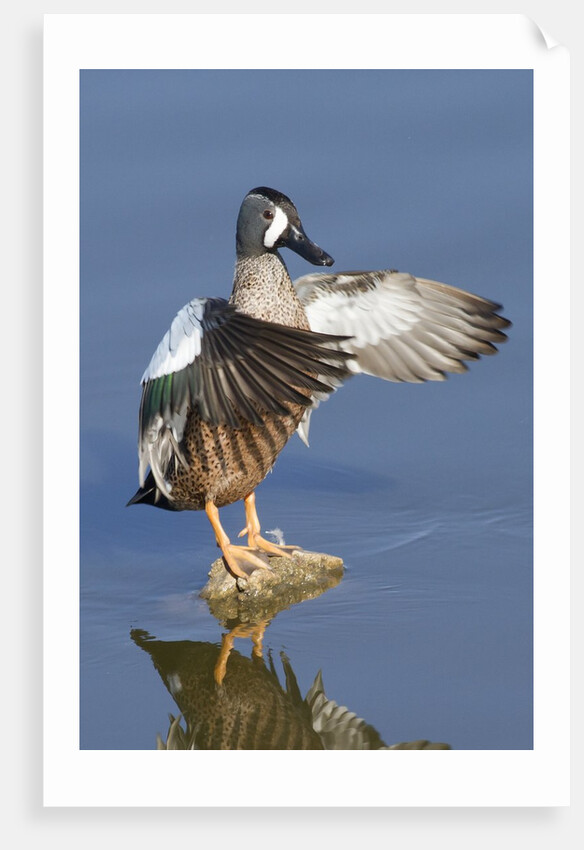 Blue-Winged Teal drake flapping it's wings by Anonymous