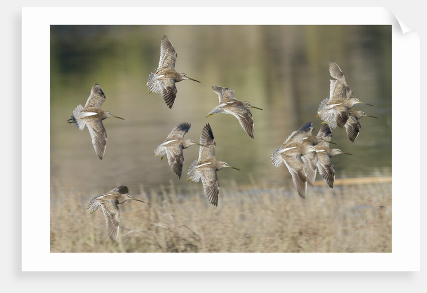 Flock of Short-Billed Dowitchers in flight by Anonymous