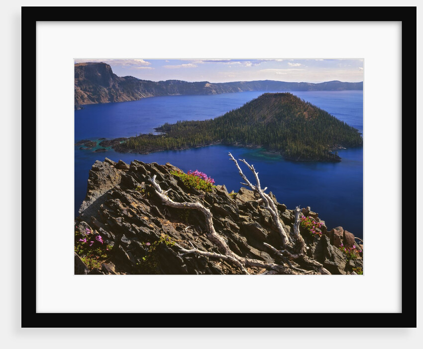 Penstemon blooms on cliff overlooking Wizard Island by Anonymous