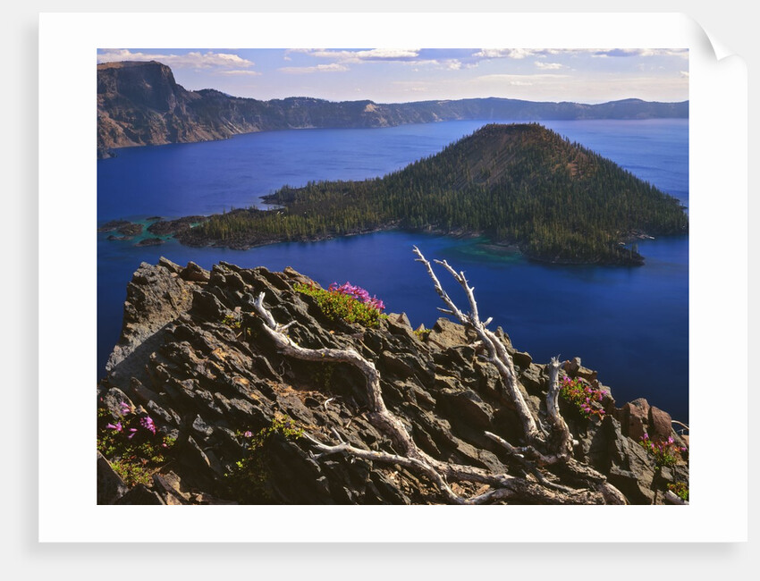 Penstemon blooms on cliff overlooking Wizard Island by Anonymous