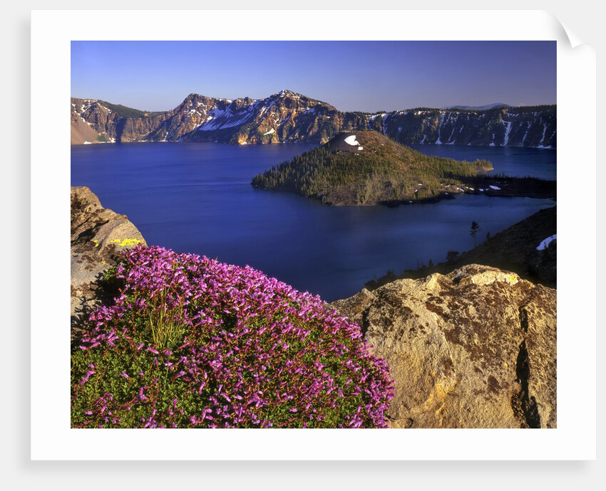 Penstemon blooms on cliff overlooking Wizard Island by Anonymous