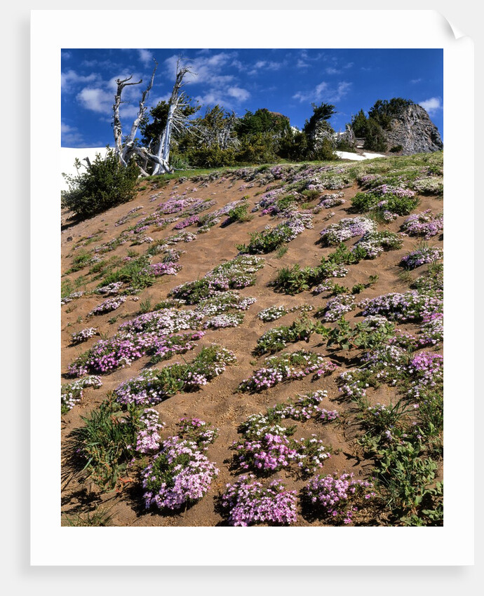 Phlox wildflowers by Anonymous